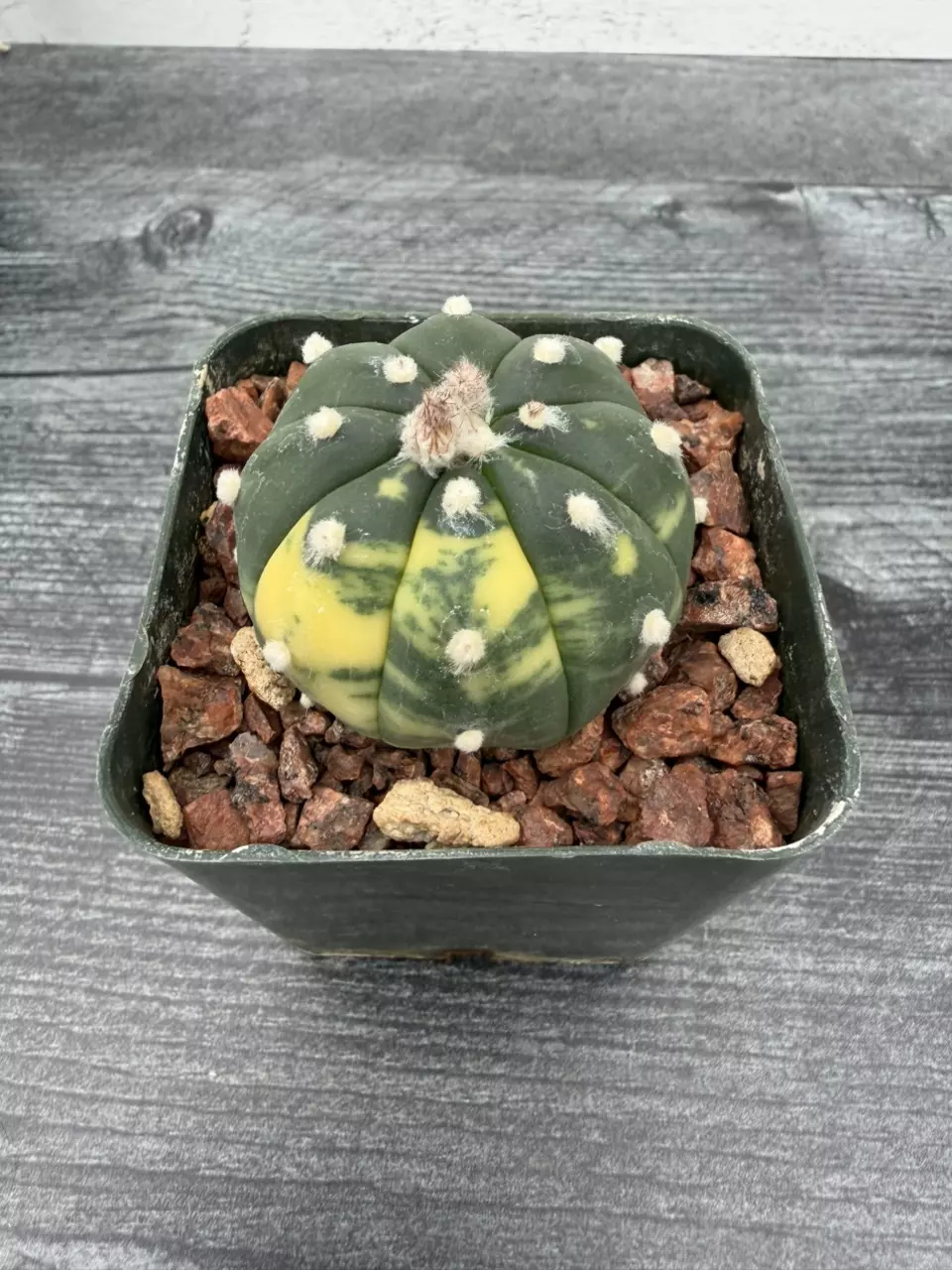 PS754 Astrophytum asterias variegated thumbnail