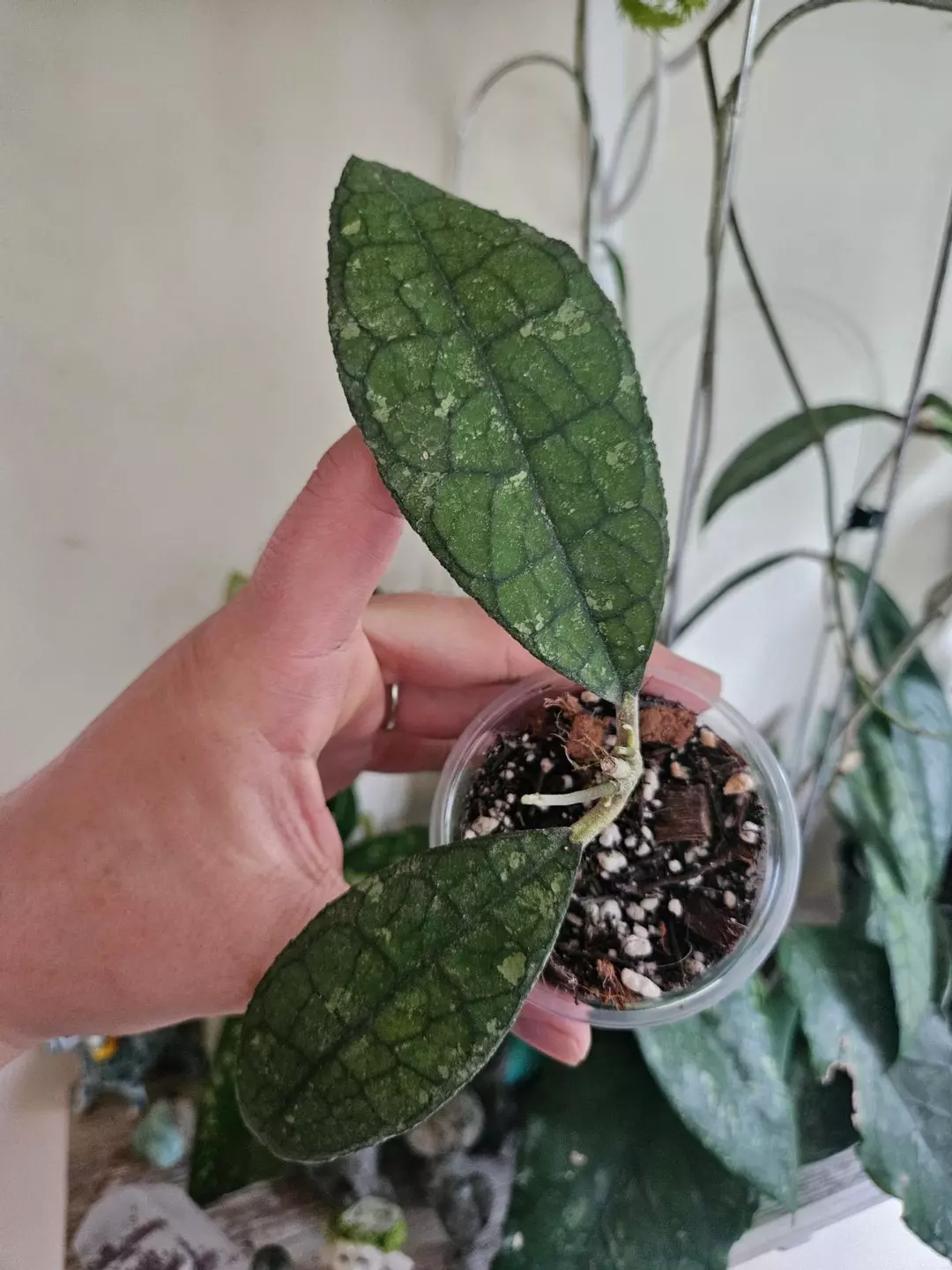 Hoya Clemensiorum x Aceh #559 thumbnail