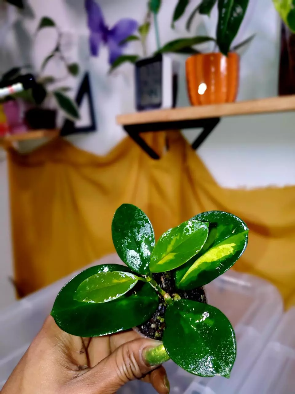 💗🪴Hoya Australis 'Lisa' ✨️ Rooted Starter Cutting #3 thumbnail