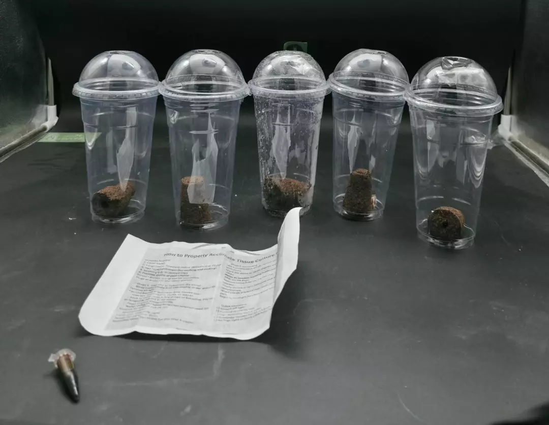 Acclimation kit for 5 plantlets thumbnail