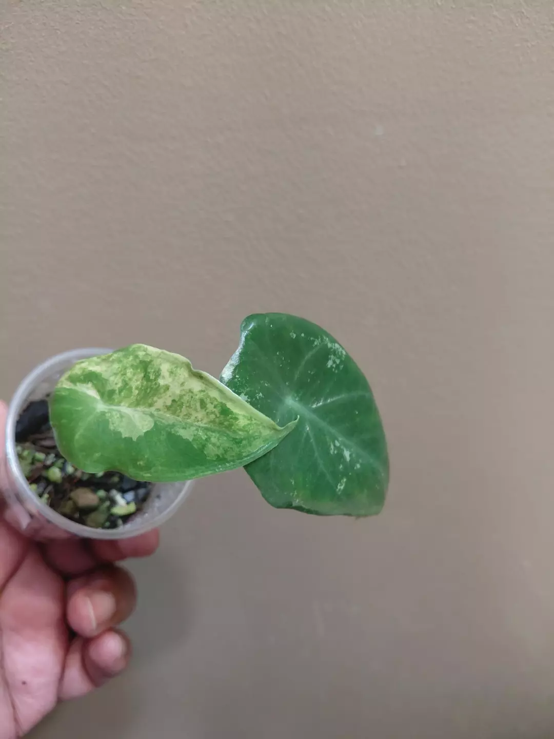 Alocasia Longiloba Albo thumbnail