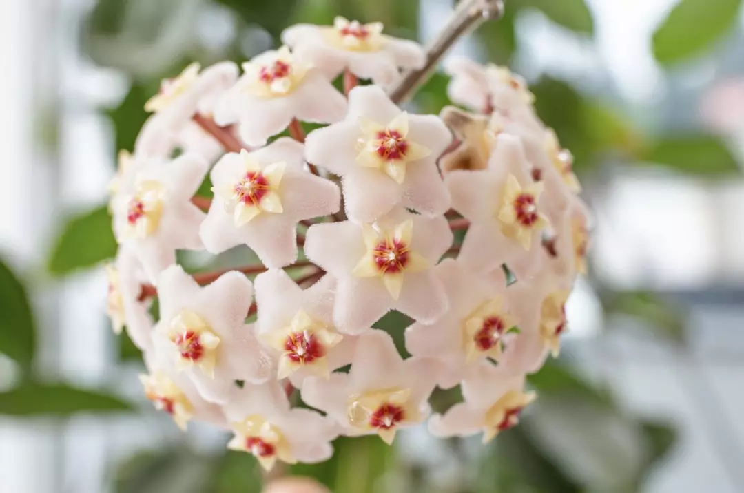 Hoya Carnosa Freckles thumbnail