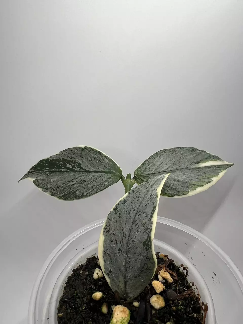 Polyneura Jasminka Silver (C&E) thumbnail
