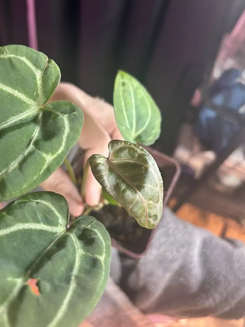Anthurium Wonderboy x Pap x (Dorayaki x RLFS) thumbnail