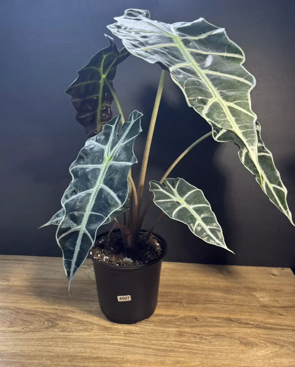 Alocasia Polly 5” 4007 thumbnail