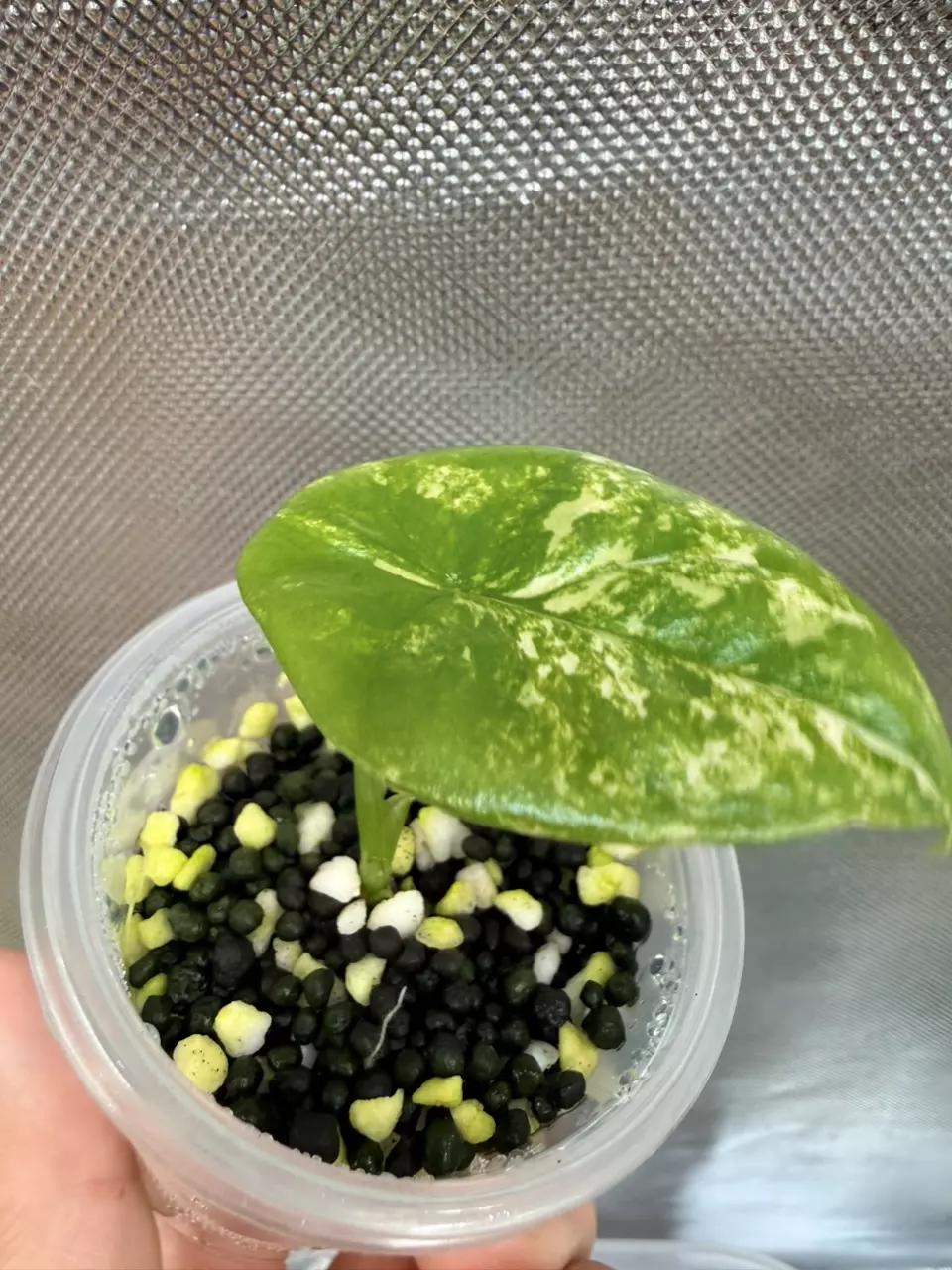 Alocasia Sinuata Albo #347 thumbnail