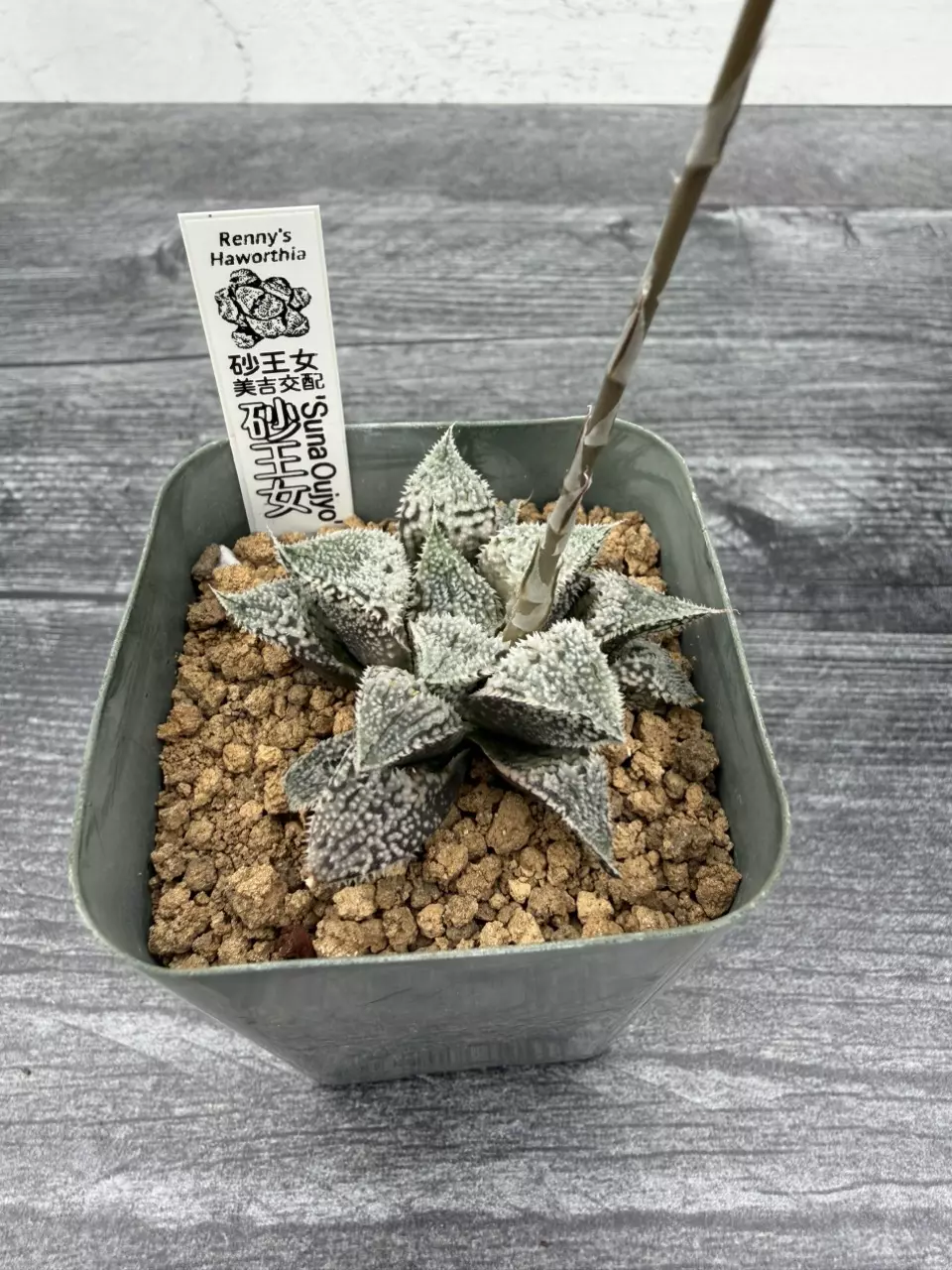 PS703 Renny’s Haworthia Hybrid thumbnail