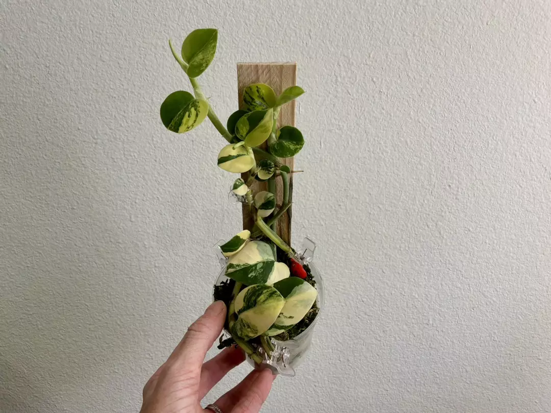 Rhaphidophora hayi aurea thumbnail