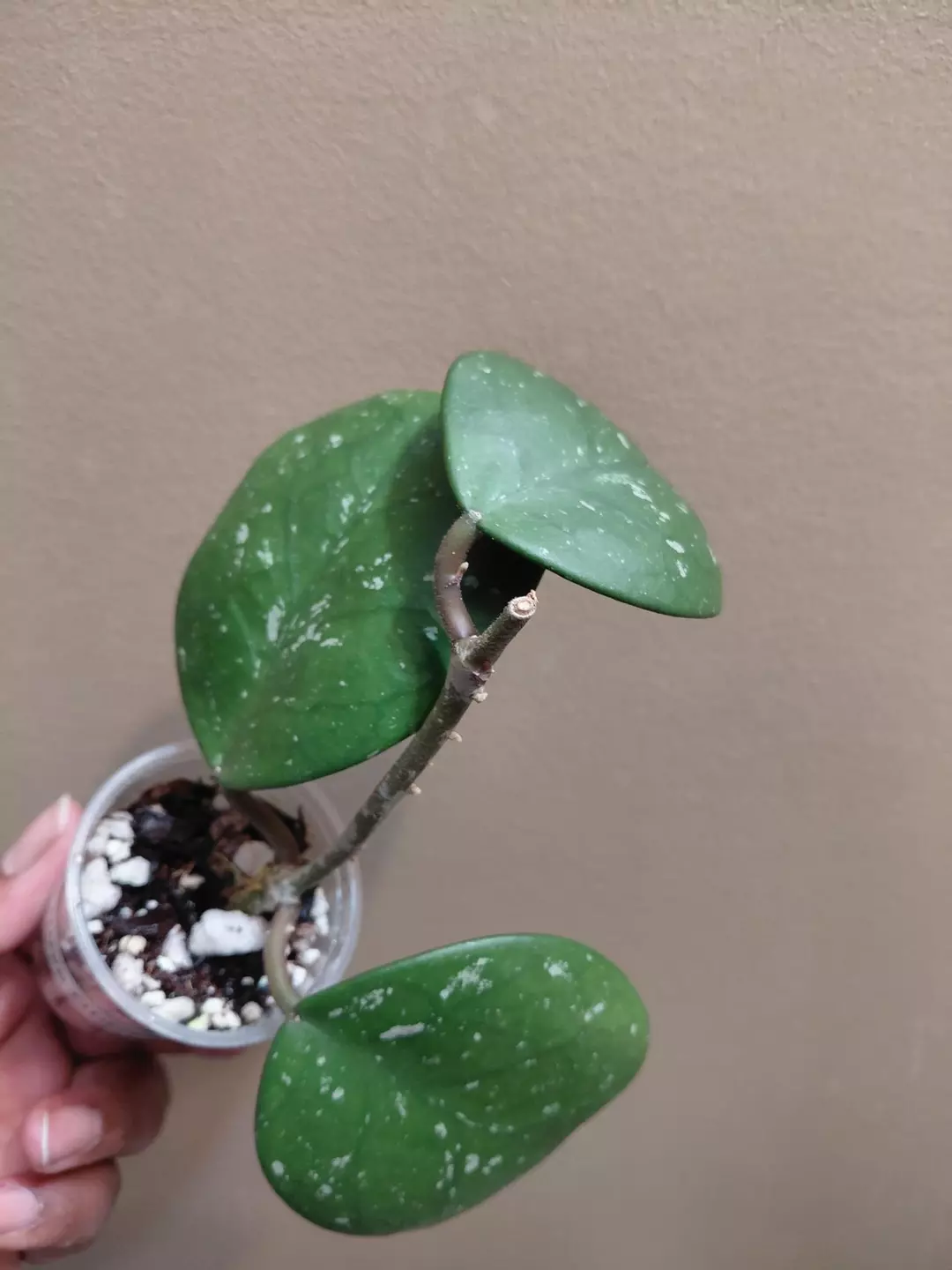 Hoya Obovata Splash thumbnail