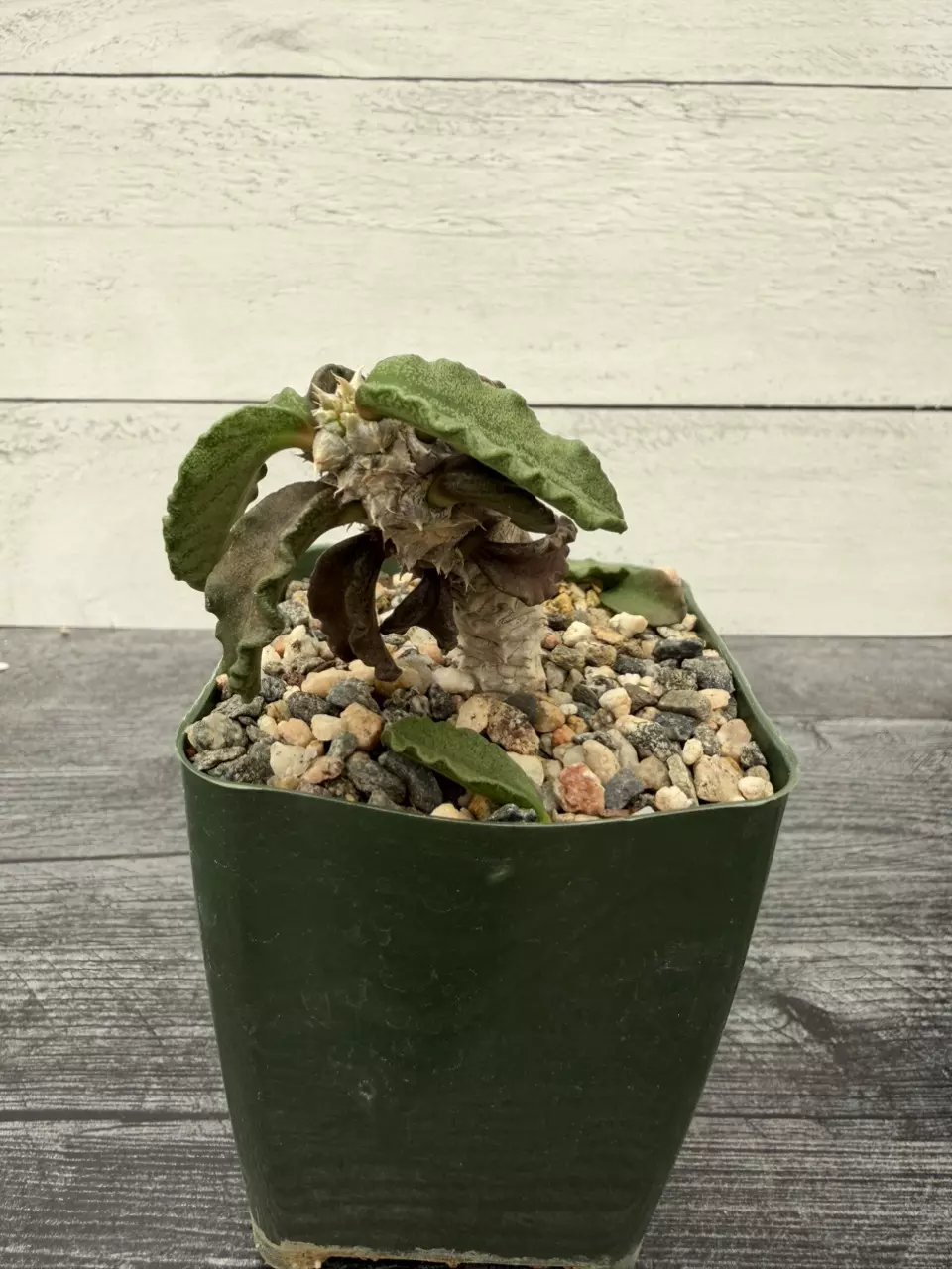 PS731 Euphorbia decaryi thumbnail