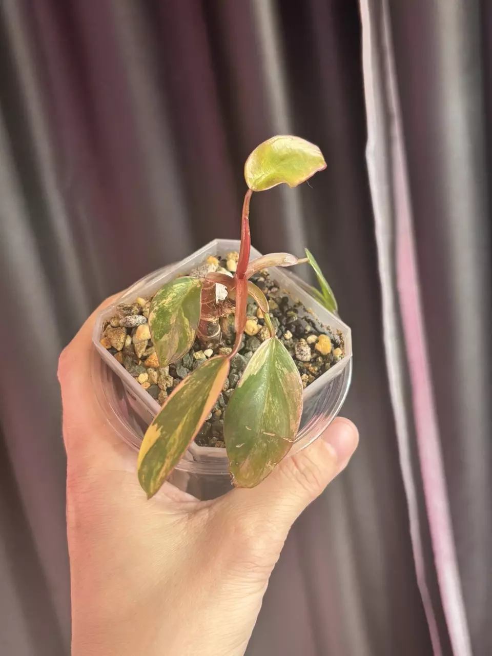 Strawberry Shake Philo pup thumbnail