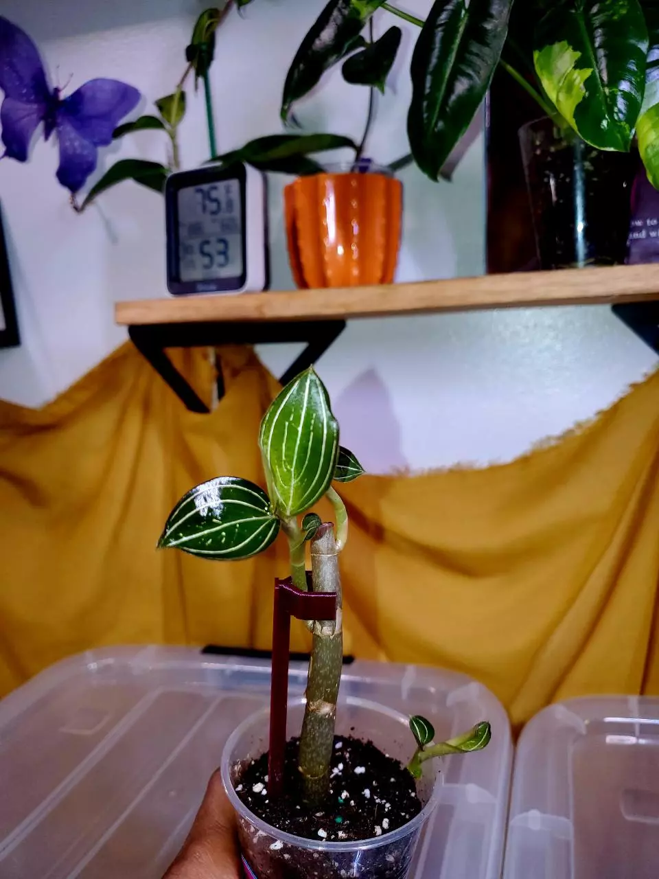 ✨️ Black Jewel Orchid 🌚🌱💕 Rooted Starter Plant #3 thumbnail