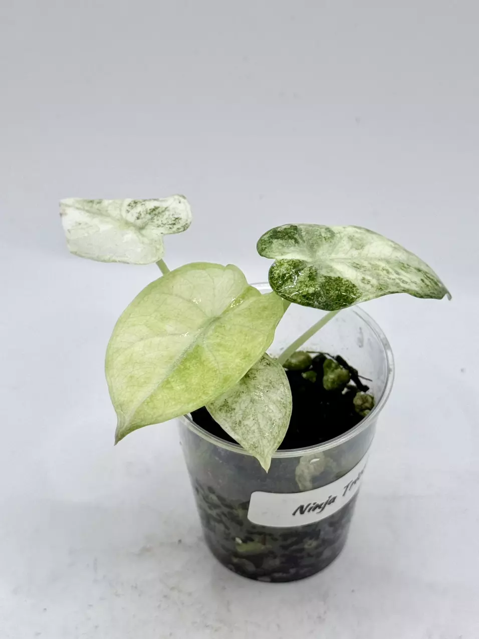 Alocasia Ninja Tricolor thumbnail