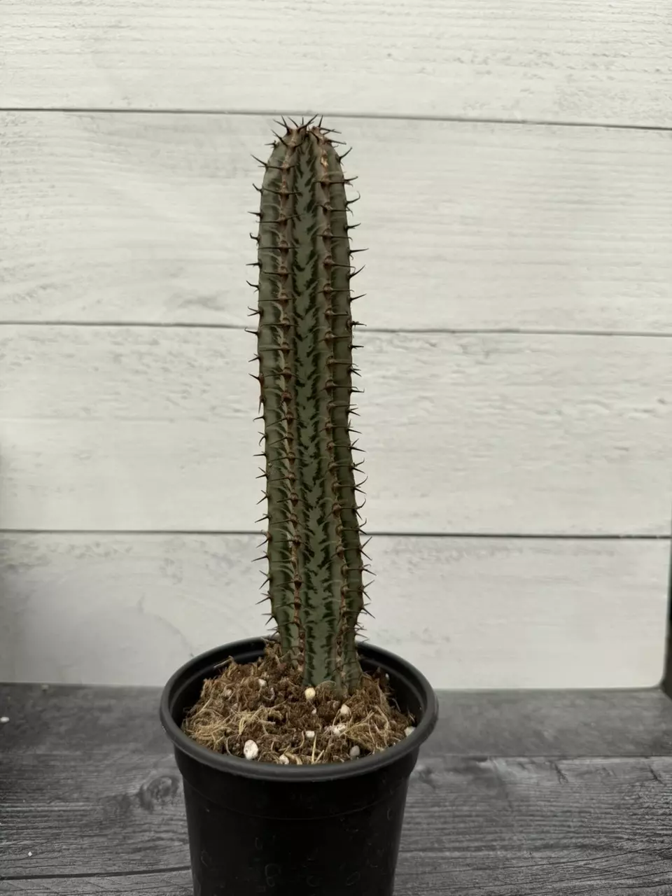 PS741 Euphorbia confinalis ssp. rhodesiaca thumbnail