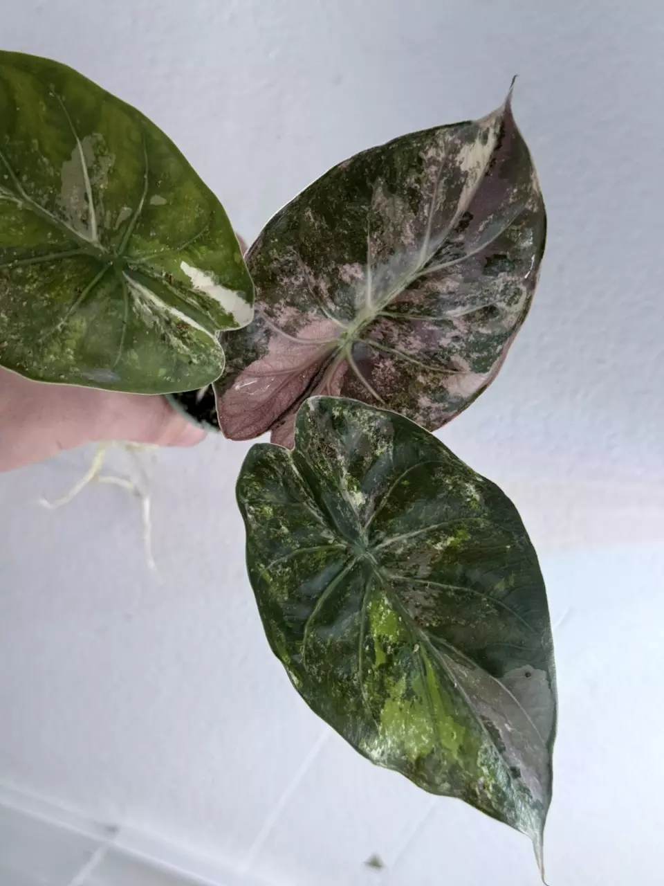 Albo/Purple Wentii- STUNNING!! thumbnail