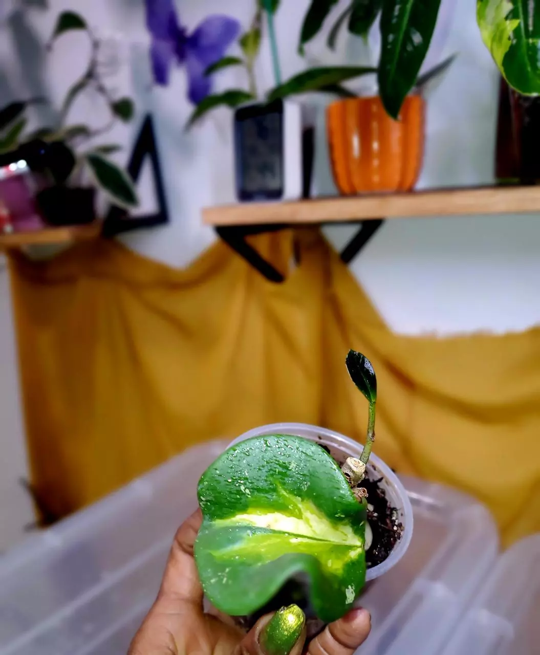 Hoya Obovata Inner Variegated 🪴✨️ Rooted Cutting #4 thumbnail