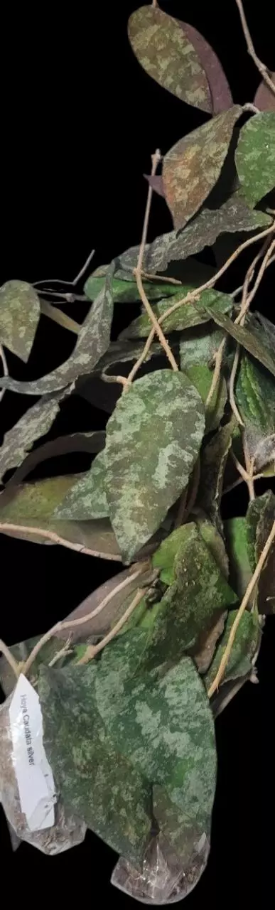Hoya caudata silver (  cutting ) thumbnail