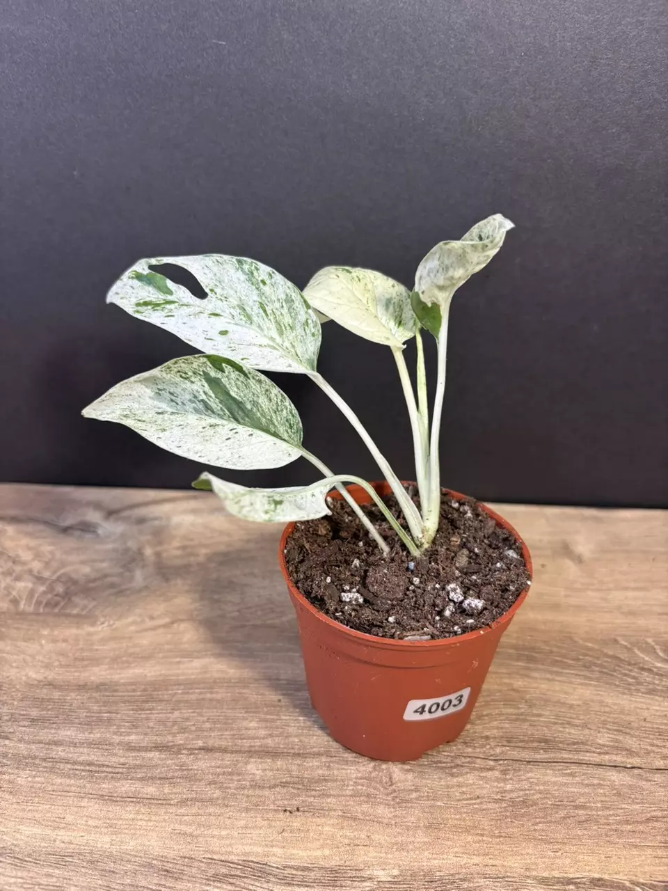 Epipremnum Pinnatum Marble 3” 4003 thumbnail