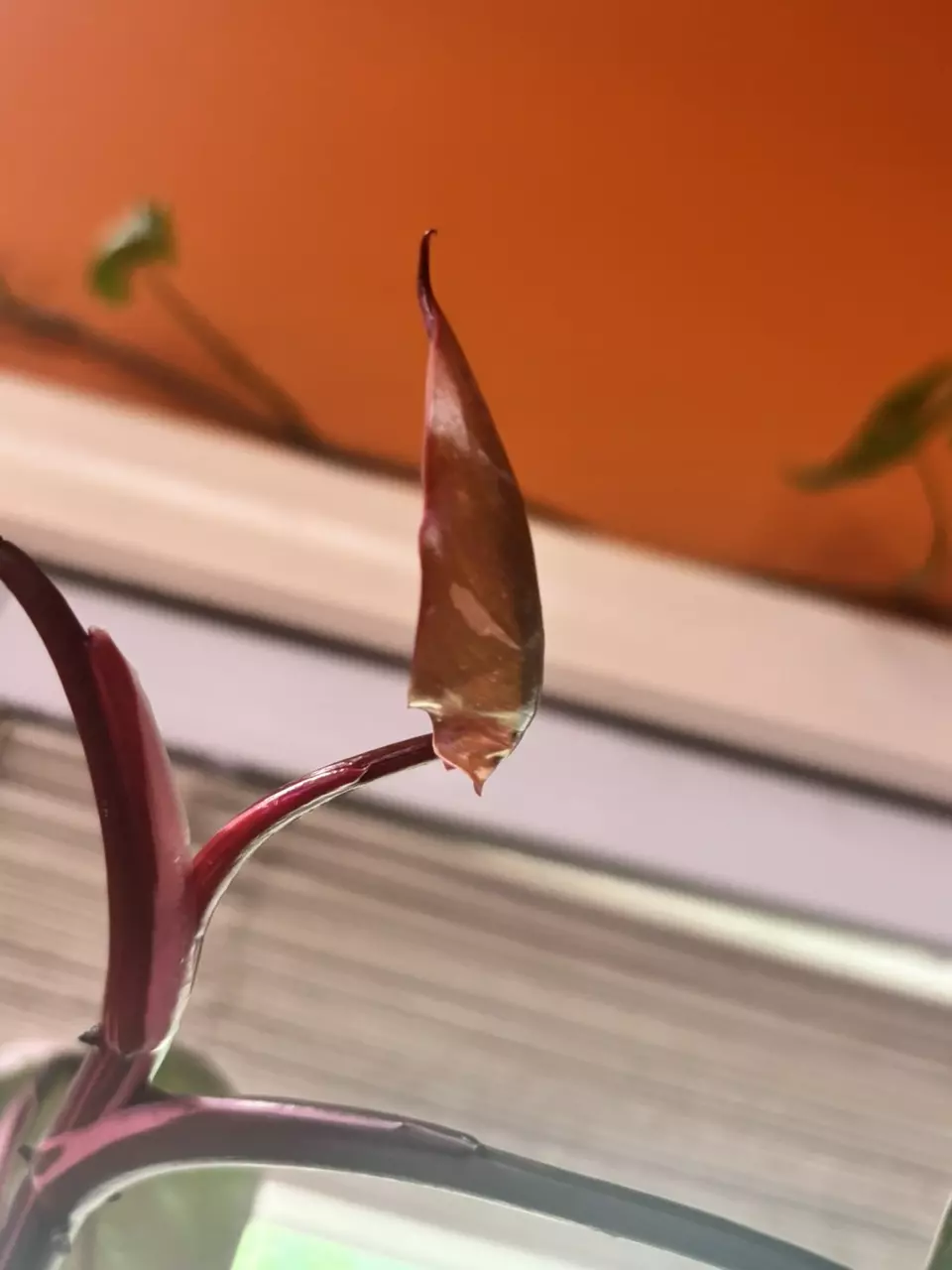 HUGE Red Anderson Philo thumbnail