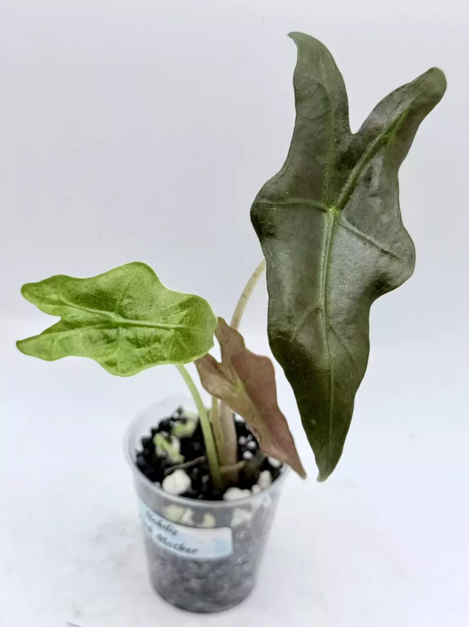 Alocasia Nobilis Pink thumbnail