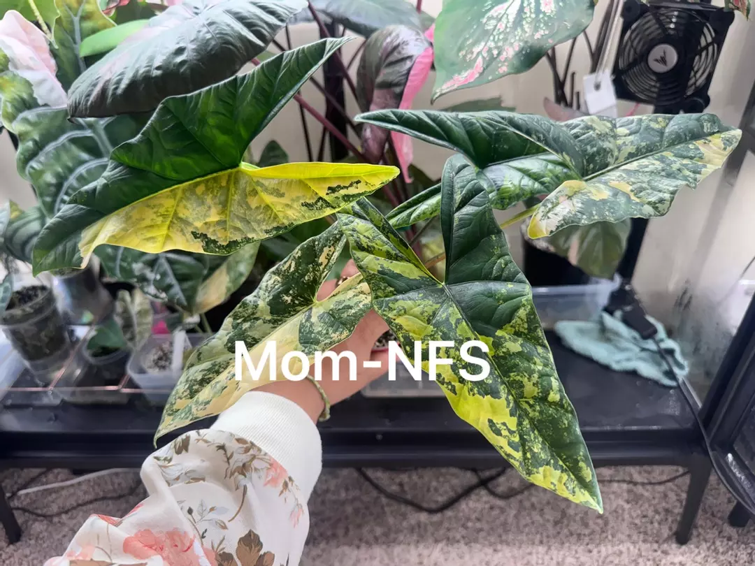 Simpo Aurea Alocasia Pup thumbnail