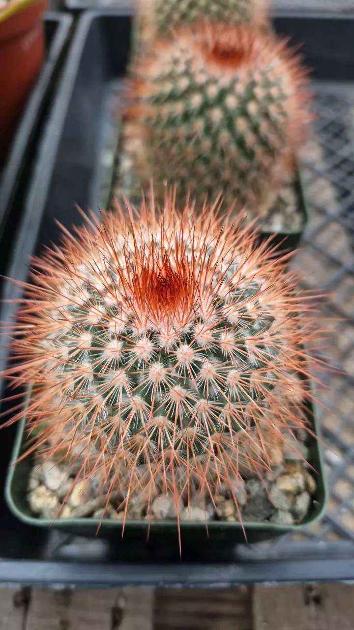 C13 Mammilaria spinosissima "pincushion cactus" thumbnail