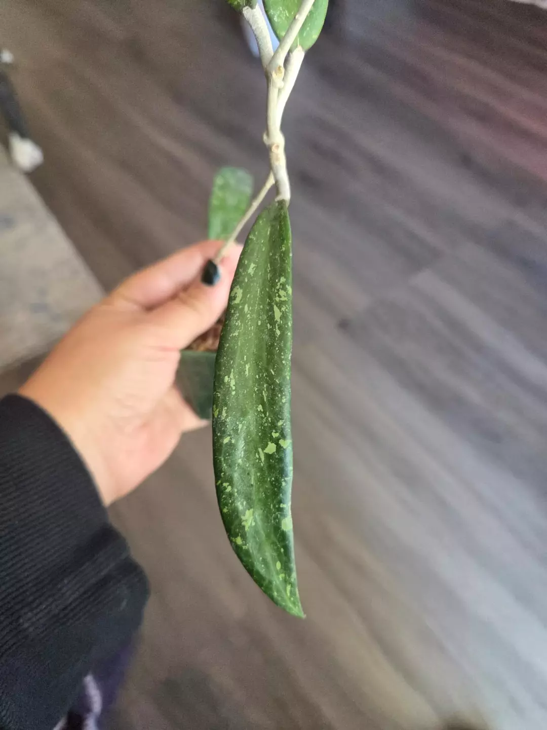 Hoya sp. SR 2007-13 From Loei Province thumbnail