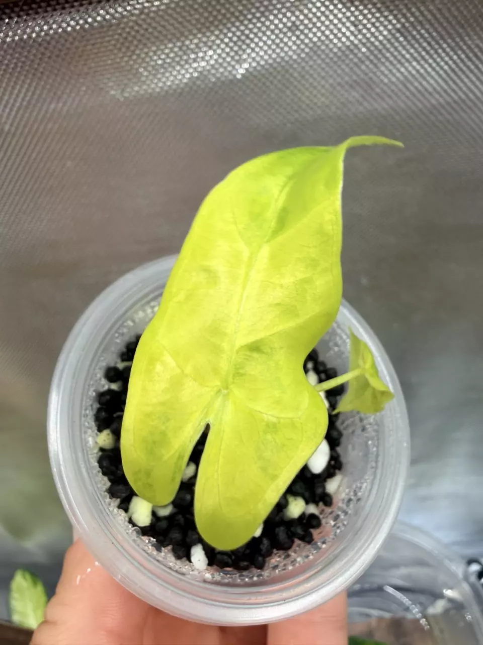 Alocasia Longiloba ‘Lemon Lime’ Pup #298 thumbnail