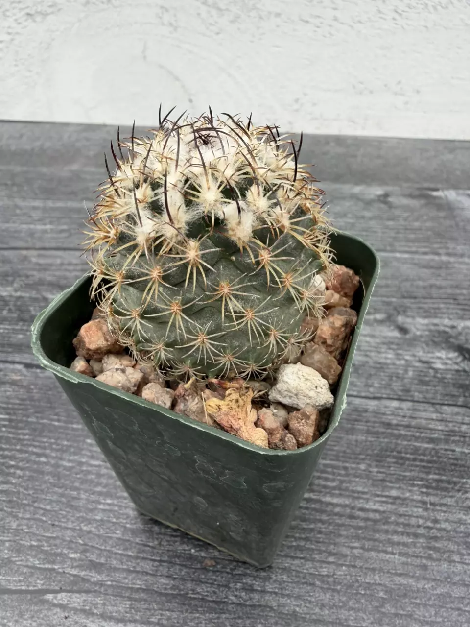 PS711 Turbinicarpus ysabelae thumbnail