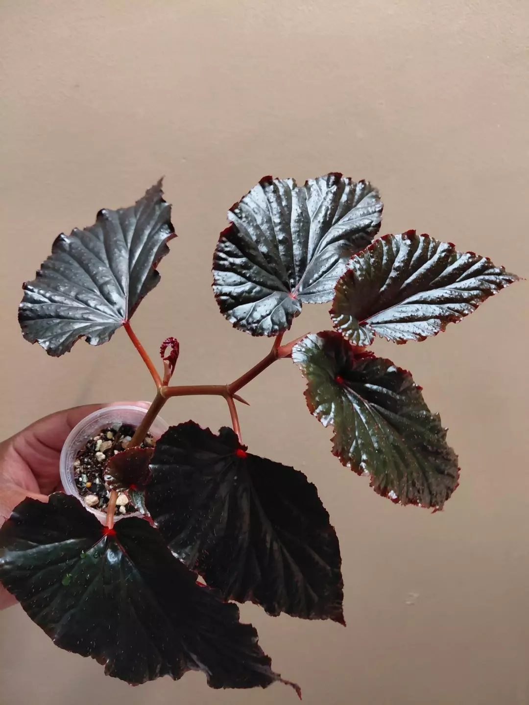 Begonia Black Magic thumbnail