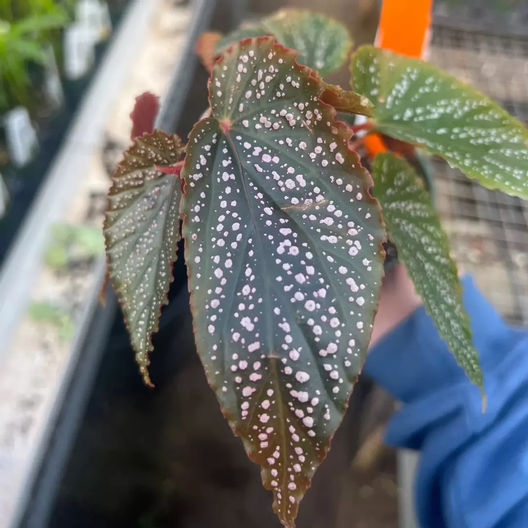 Begonia Pink Spot thumbnail