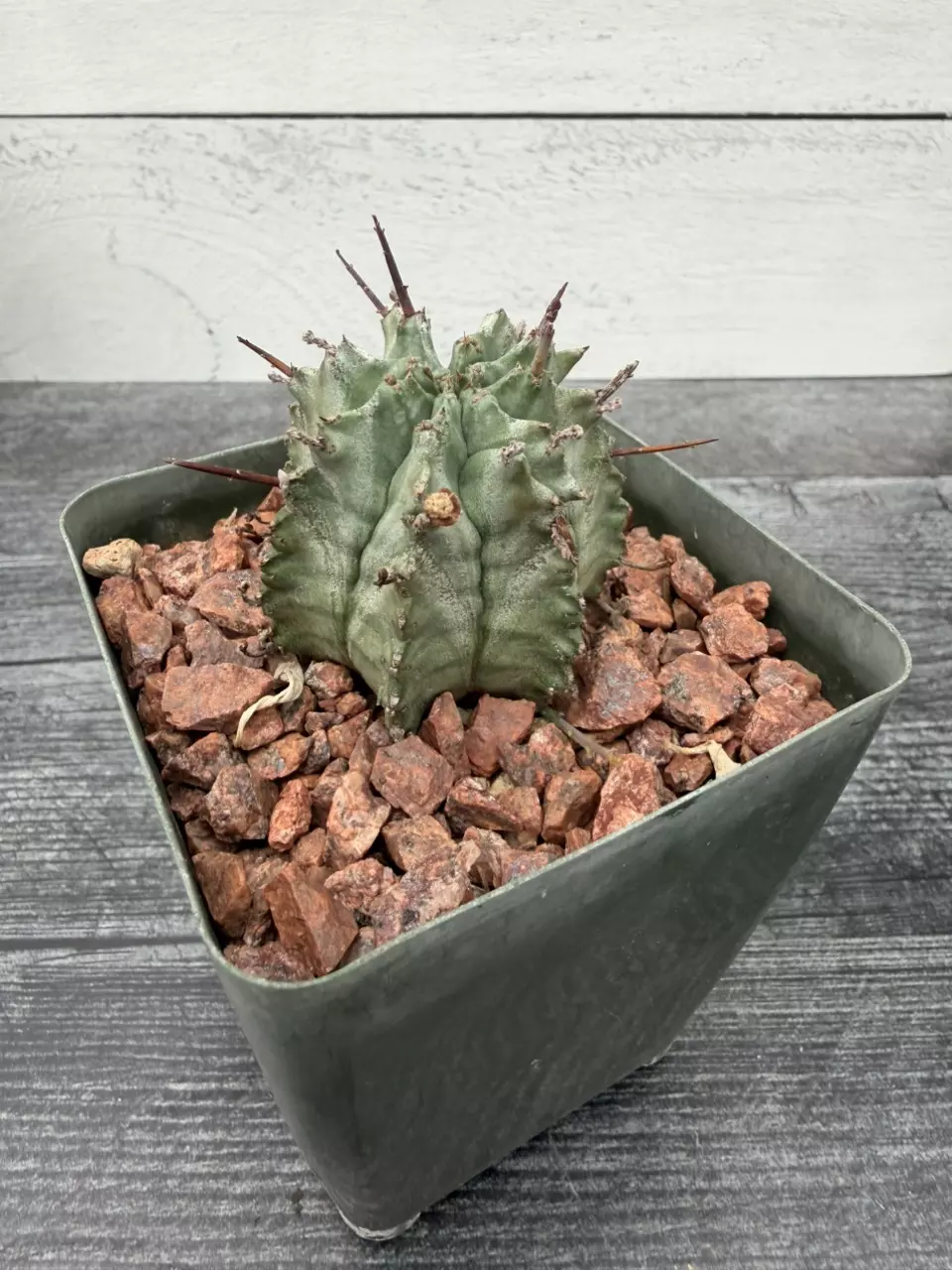 PS733 Euphorbia horrida var. major thumbnail