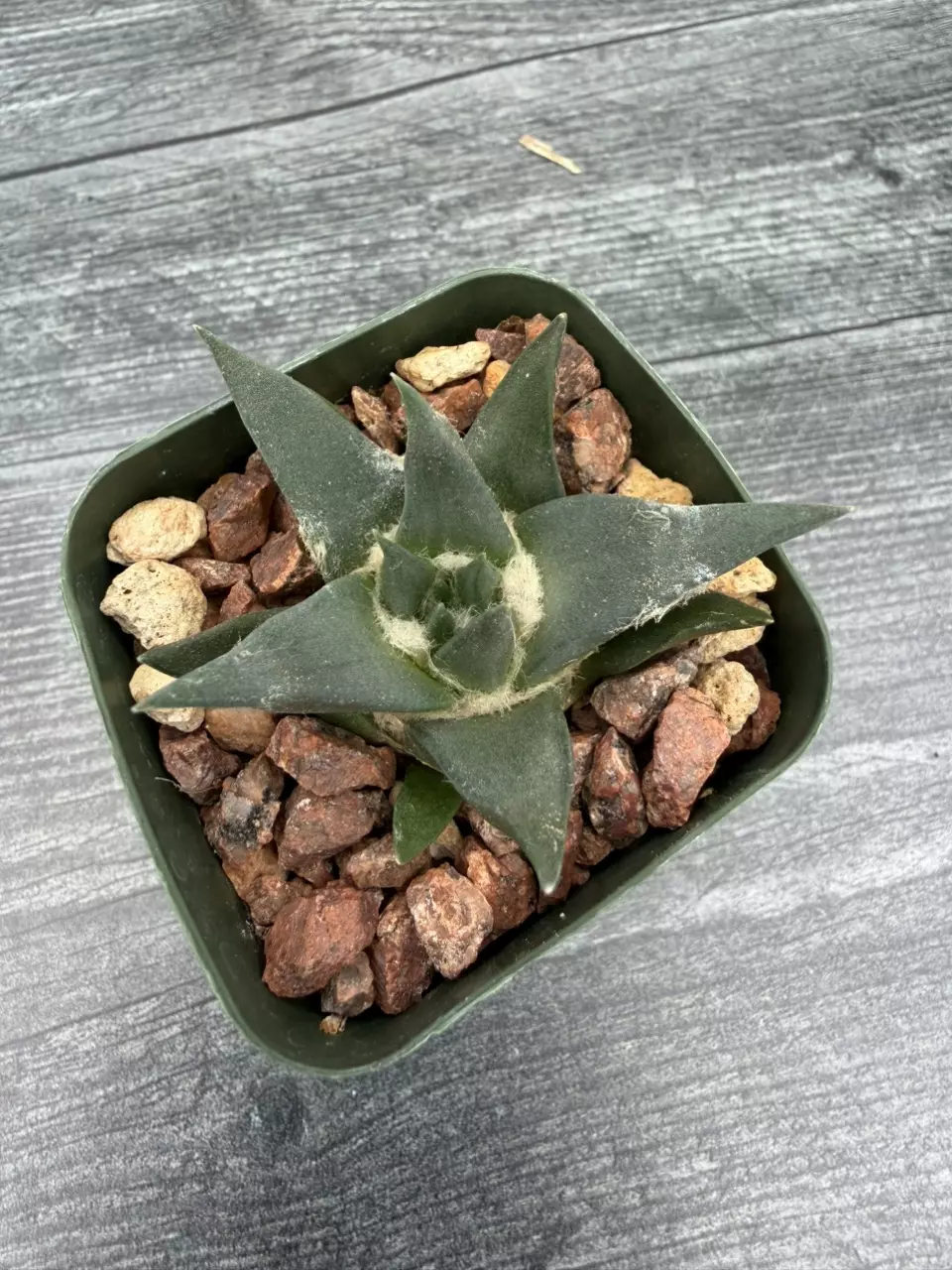 PS701 Ariocarpus trigonus ‘horacekii’ thumbnail