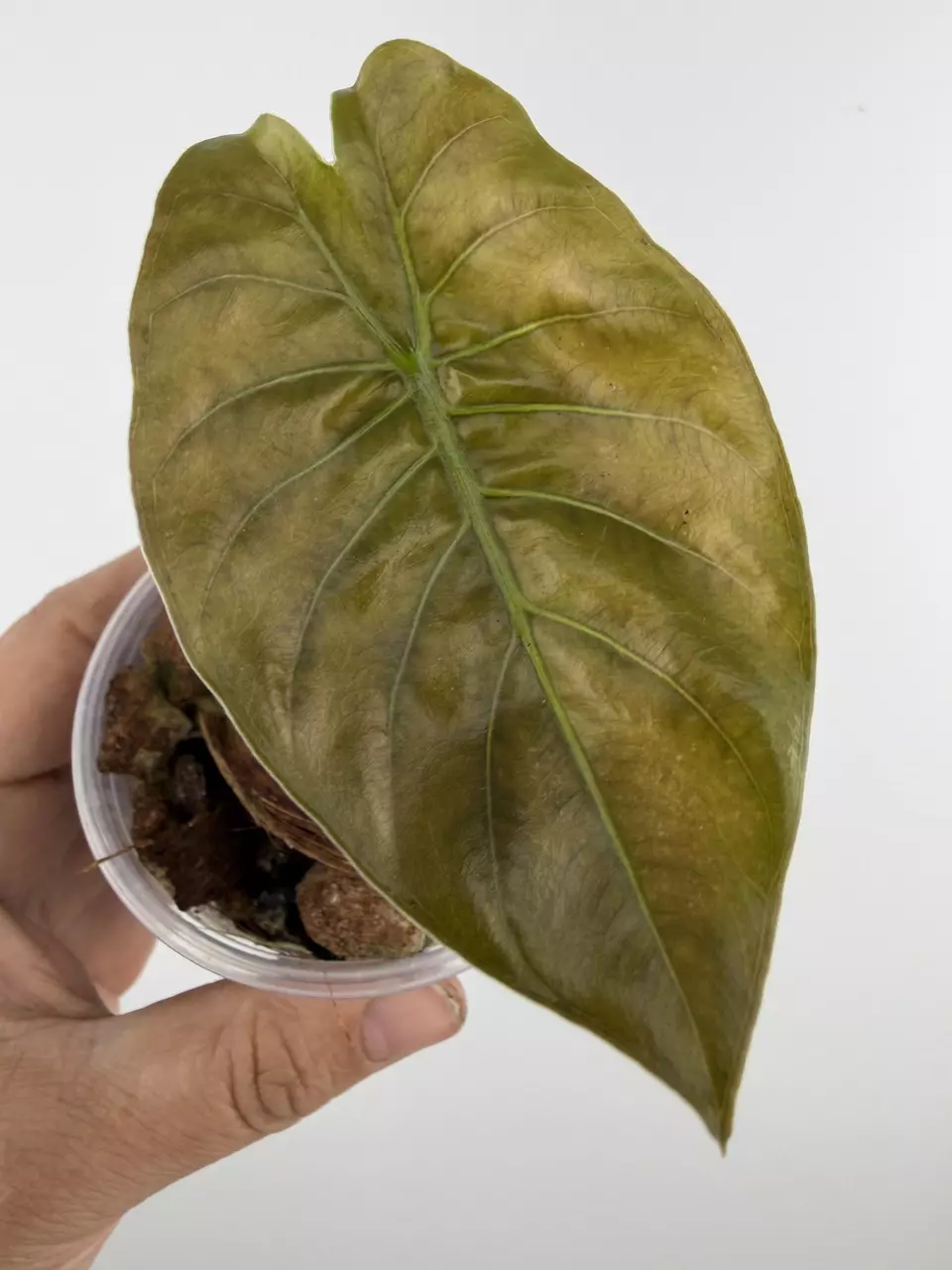 Rare Find!  Alocasia Gajahmada Wild Form # 721 thumbnail