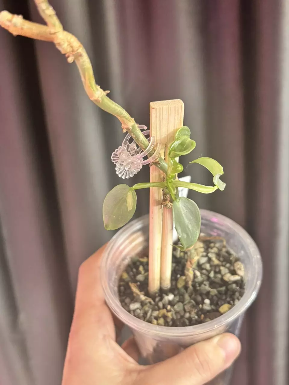 Variegated Silver Sword thumbnail