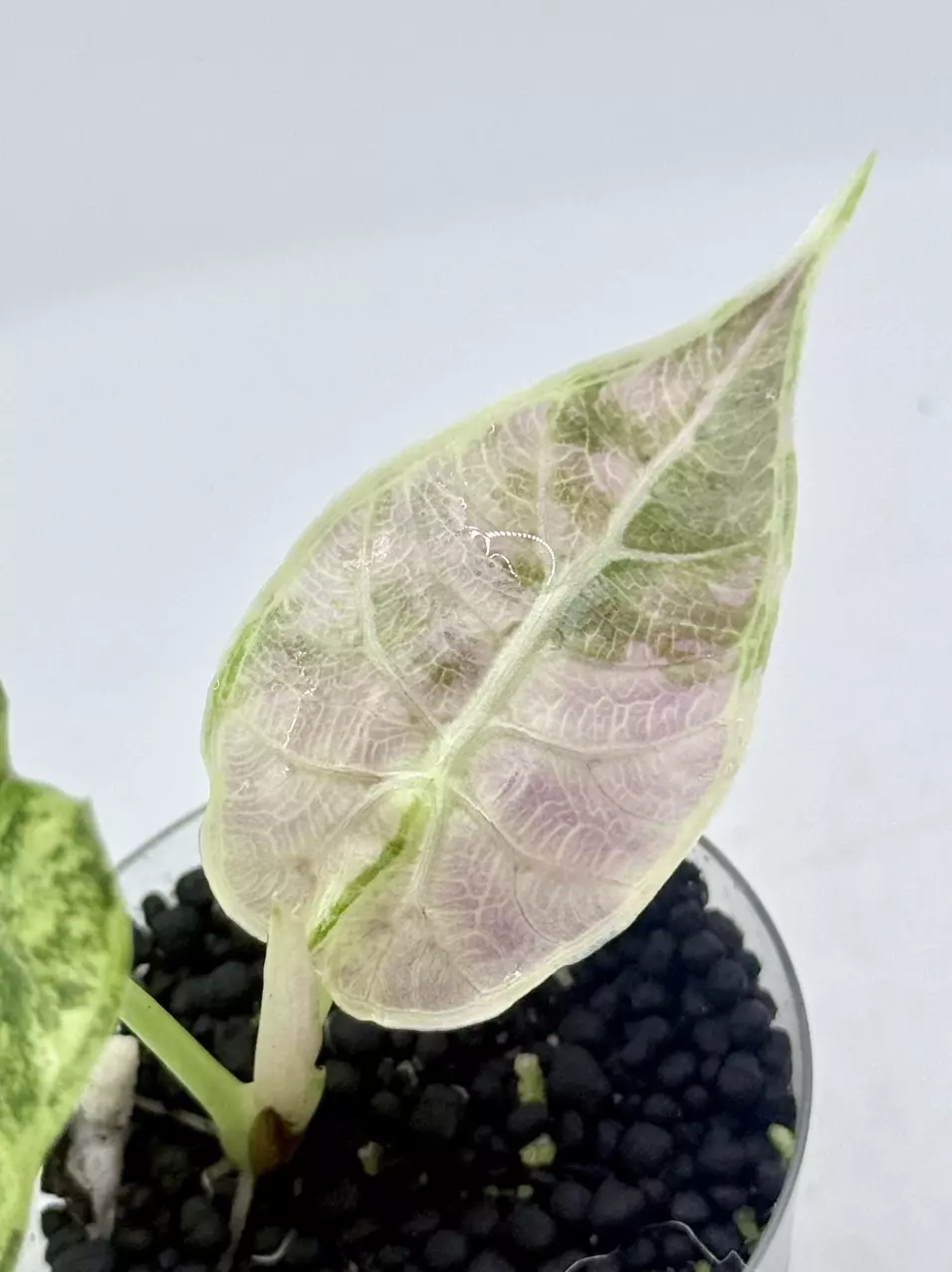 Alocasia Watsoniana Pink Doff thumbnail