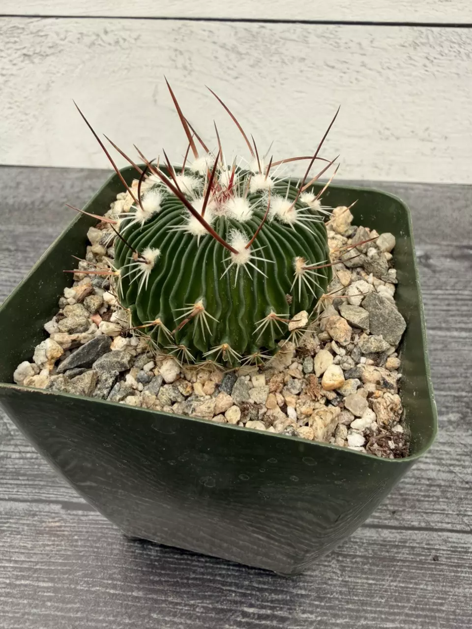 PS742 Stenocactus multicostatus thumbnail