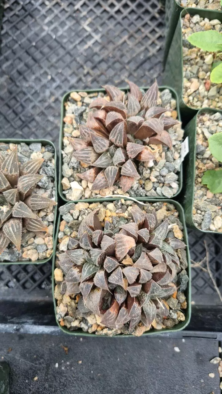 H13 Haworthia emelyae var. major thumbnail