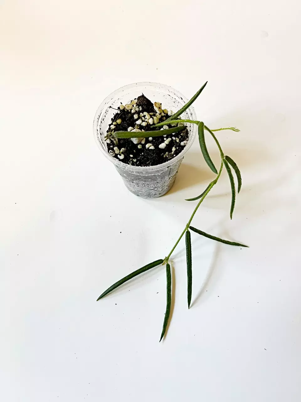 🎋Hoya Linearis thumbnail