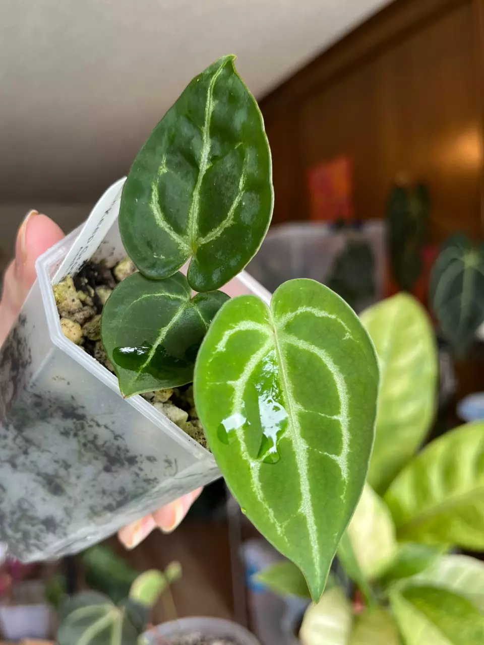 Crystallinum x Silver Blush RC thumbnail