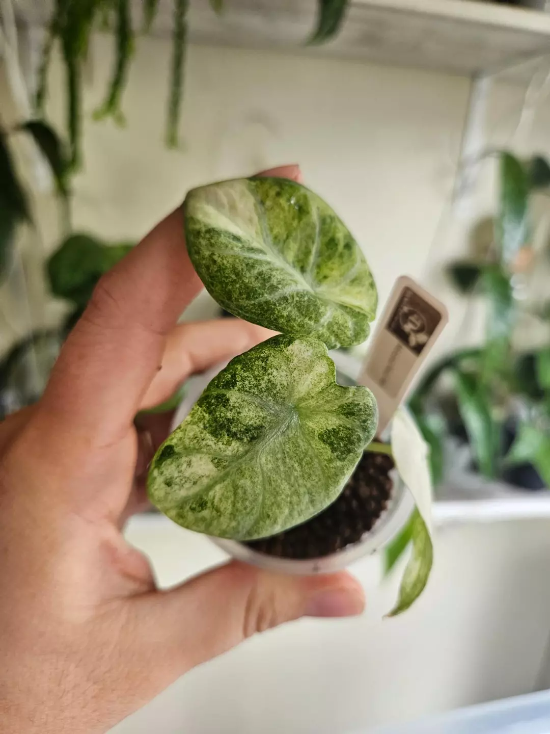 Alocasia Ninja Mint thumbnail