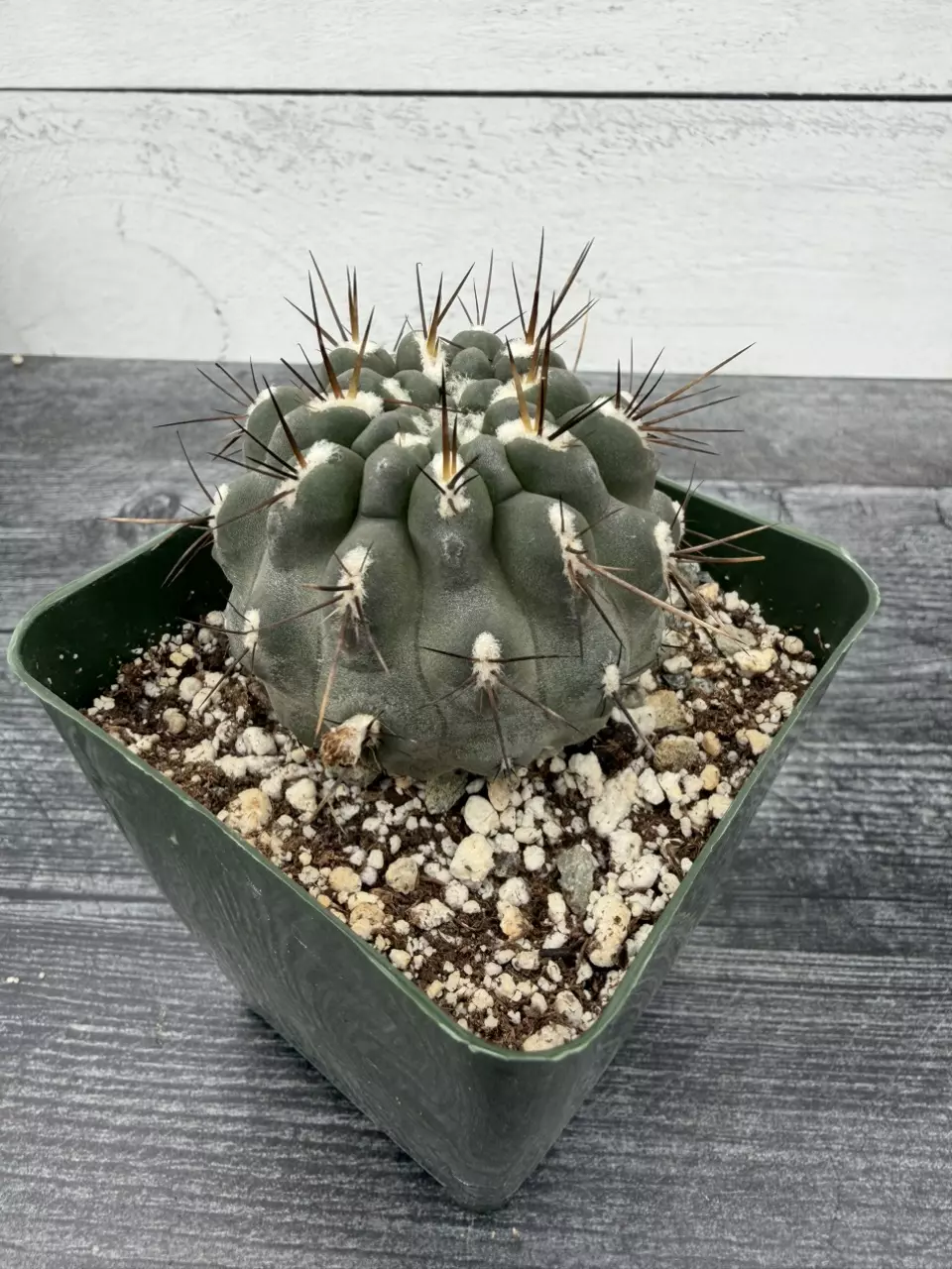PS705 Neoporteria heinrichiana thumbnail
