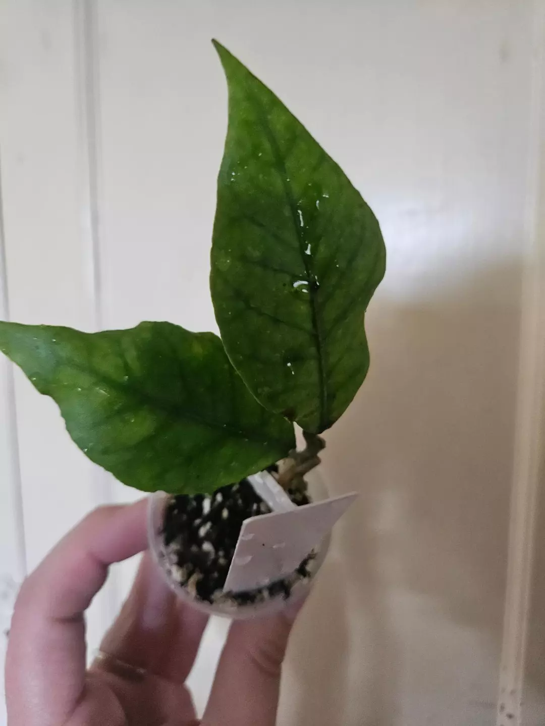 Hoya Aceh Bogar thumbnail