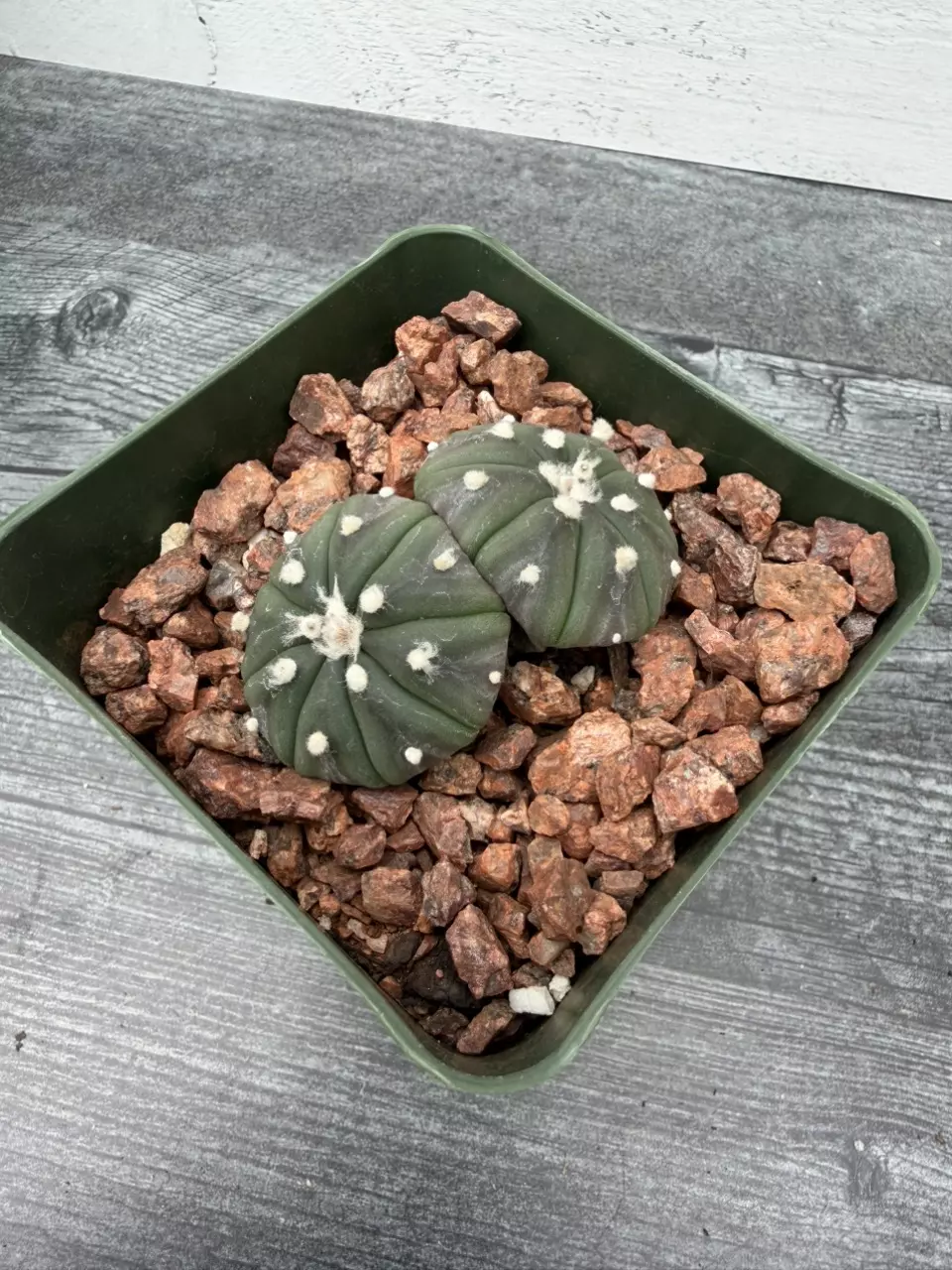 PS727 Astrophytum asterias cluster thumbnail