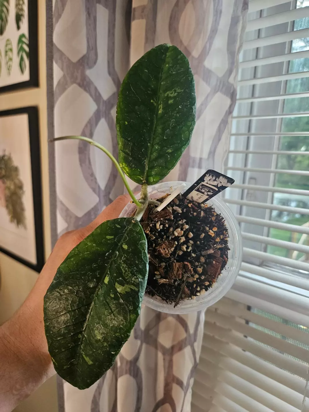 Hoya sp. Aceh Air Suri thumbnail