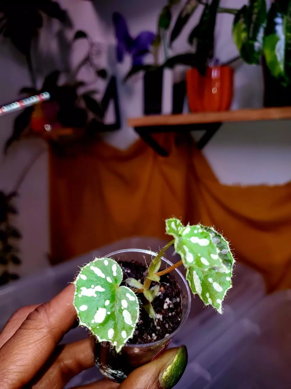 Begonia Jiewhoei 🌱💚🦄 Rooted Cutting #4 thumbnail