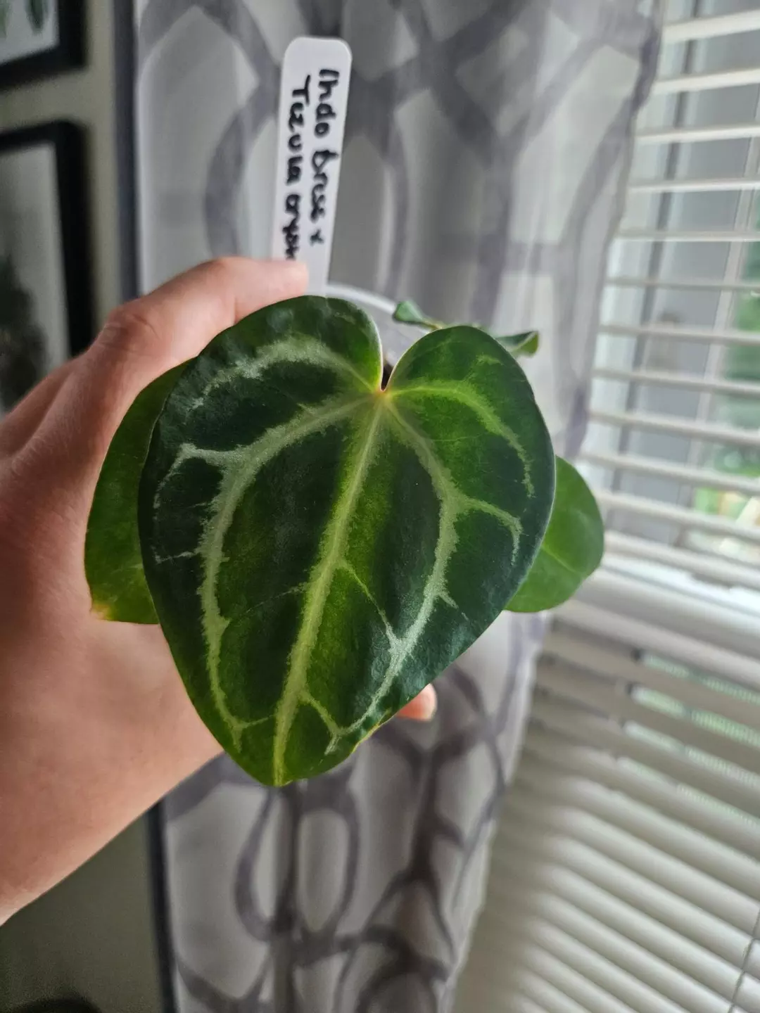 Anthurium Indo Dress x Tezula Crystal Carla Bess #56 thumbnail