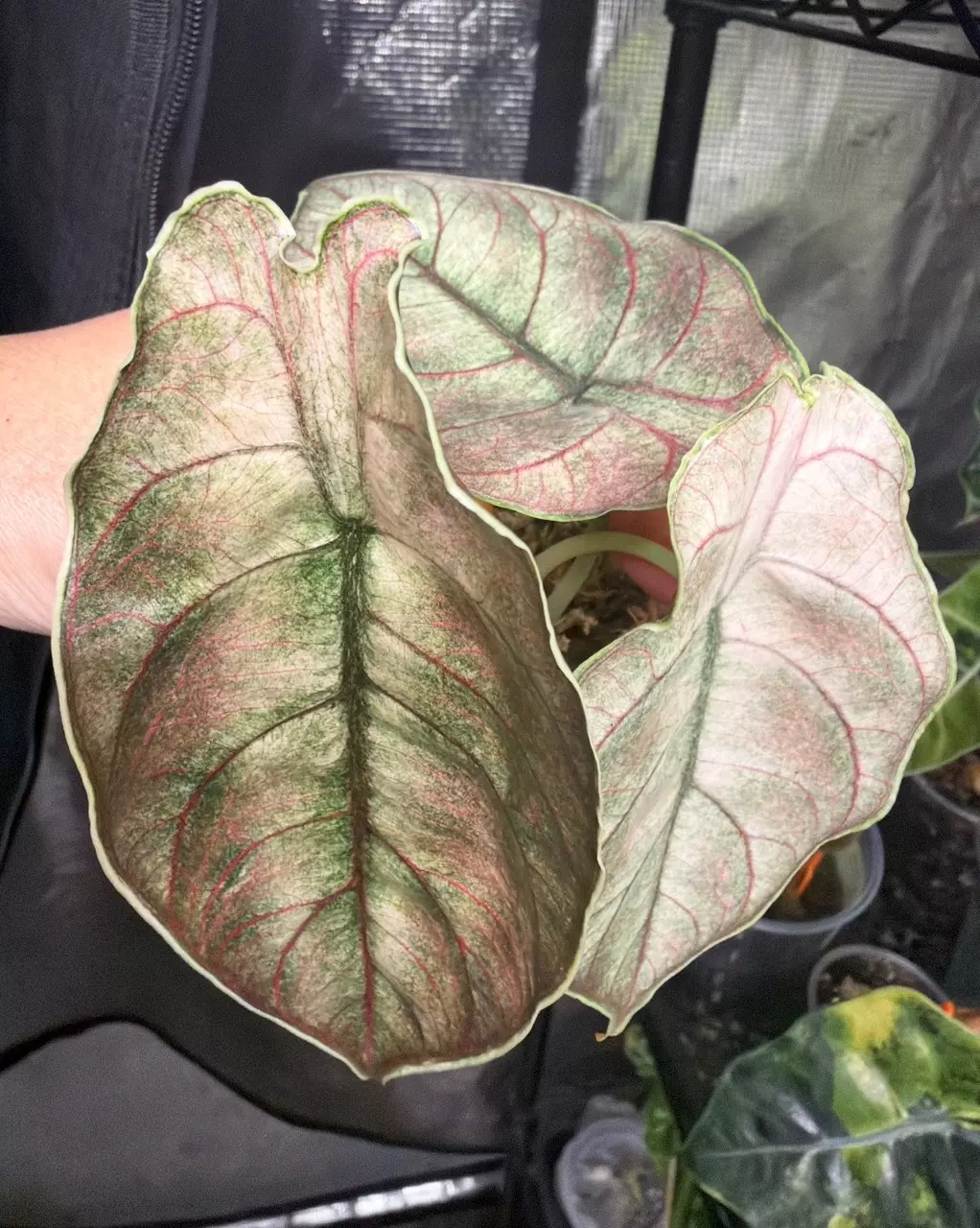 Alocasia Azlanii Pink Mint Variegated Pup # 718 thumbnail