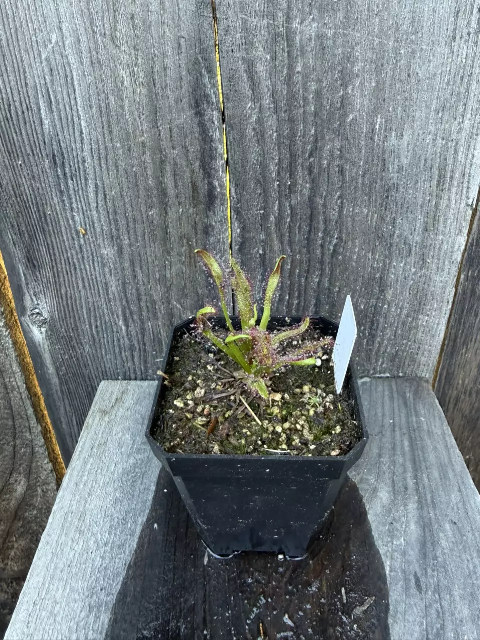 Sundew Drosera capensis carnivorous plant thumbnail