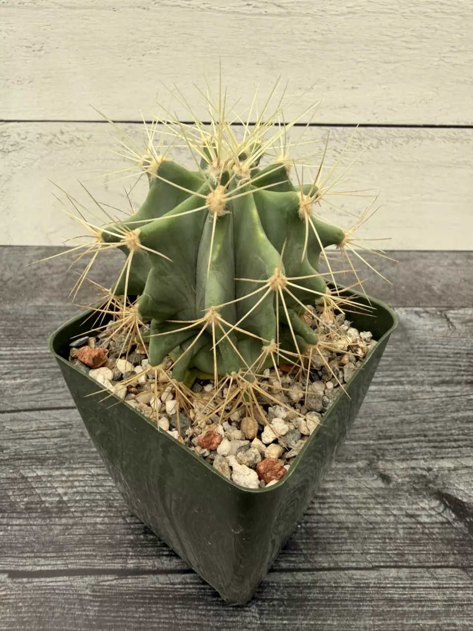 PS714 Ferocactus glaucescens thumbnail